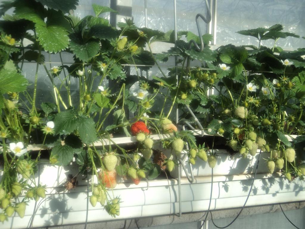 Zepperen Juwel Fruithof 아파트 객실 사진